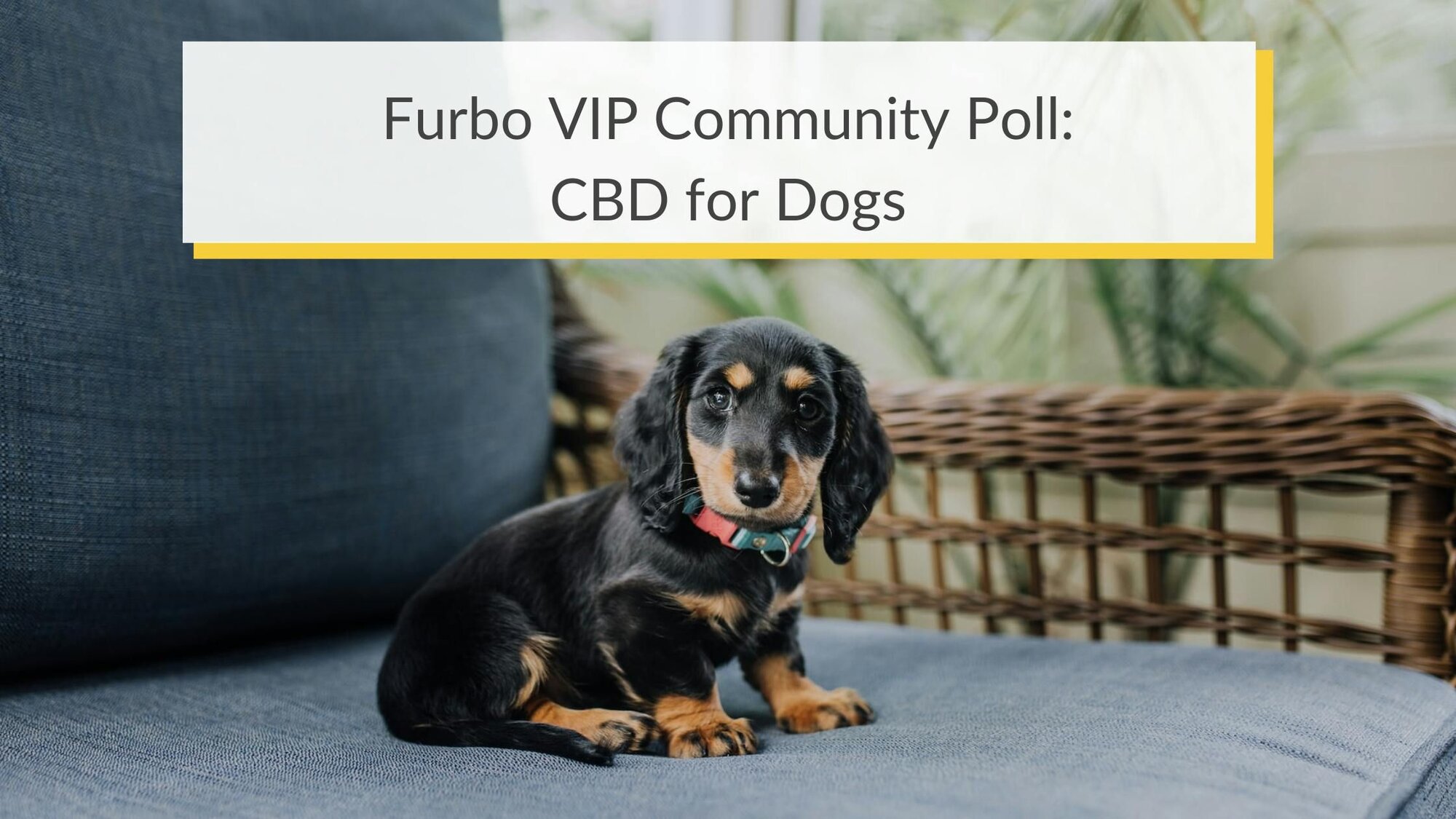 Furbo VIP Community Poll: CBD for Dogs