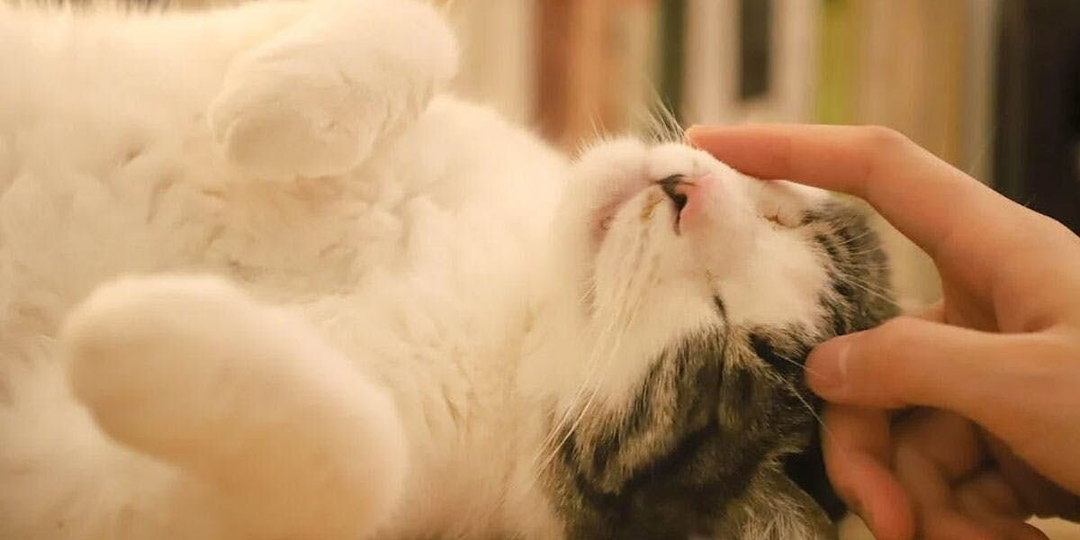 Cats: The Purrfect Companion?