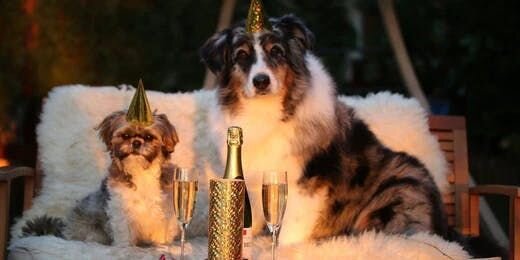 10 New Year's Resolutions for You and Your Dog