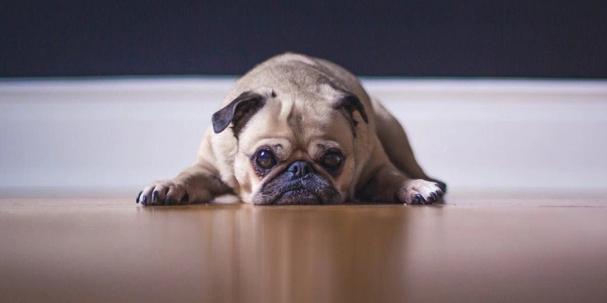 Why Laser Pointers Are Bad for Dogs