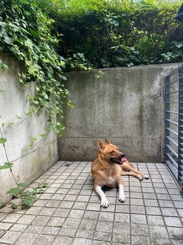 約1時間も走れば、福もへとへと、とーさんも汗だくなので、そのままシャワーで一緒に水浴び。