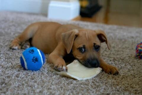 What you do when you’re home is just as important as what you do before and during your work day, to make sure your furry family member is okay wit...