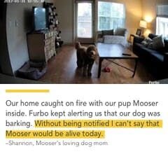 Real-Life Furbo Testimonials: