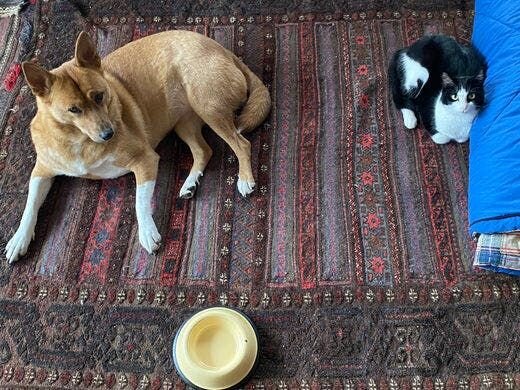 困り顔の保護犬福のファーボ日記 Vol.15