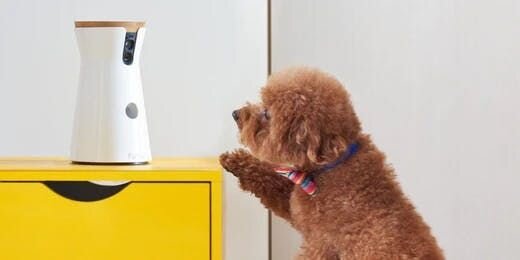 Why We Love Pet Cameras (And You Should, Too!)