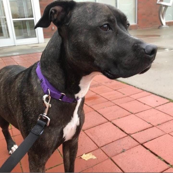 Web bio: https://www.humaneanimalrescue.org/available-pets/margo/