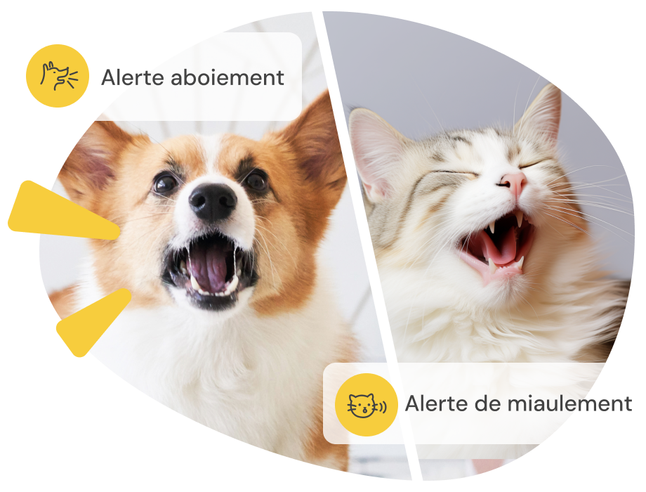 Écran divisé : corgi qui aboie avec alerte aboiement, chat qui miaule avec alerte miaulement."