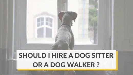 Dog Sitter v.s. Dog Walker