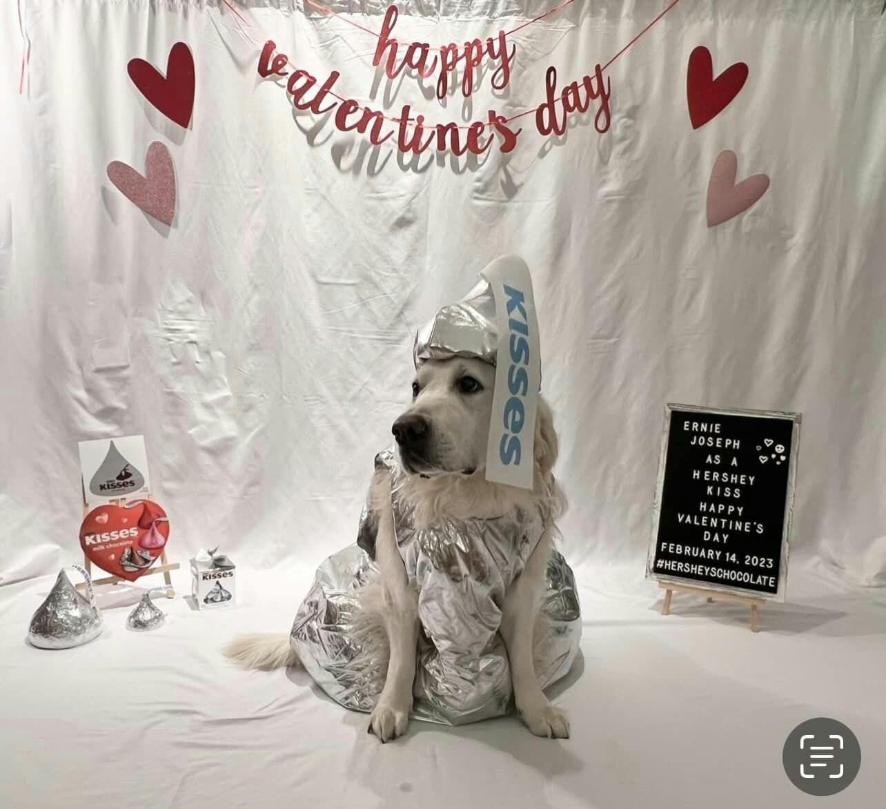 Dog wears silver Hershey's Kiss costume | Furbo celebrates Galentine's Day