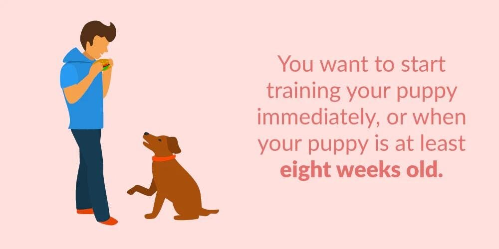 You want to start training your puppy immediately, or when your puppy is at least 8 weeks old