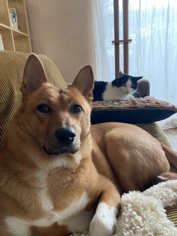 「まじでいくわけ？？？」（たぶんそんなことを言いたい顔）