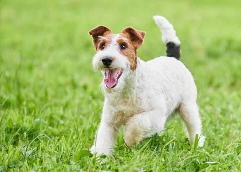 フォックス・テリア