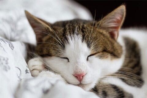 A photo of a brown and white tabby cat napping on a bed