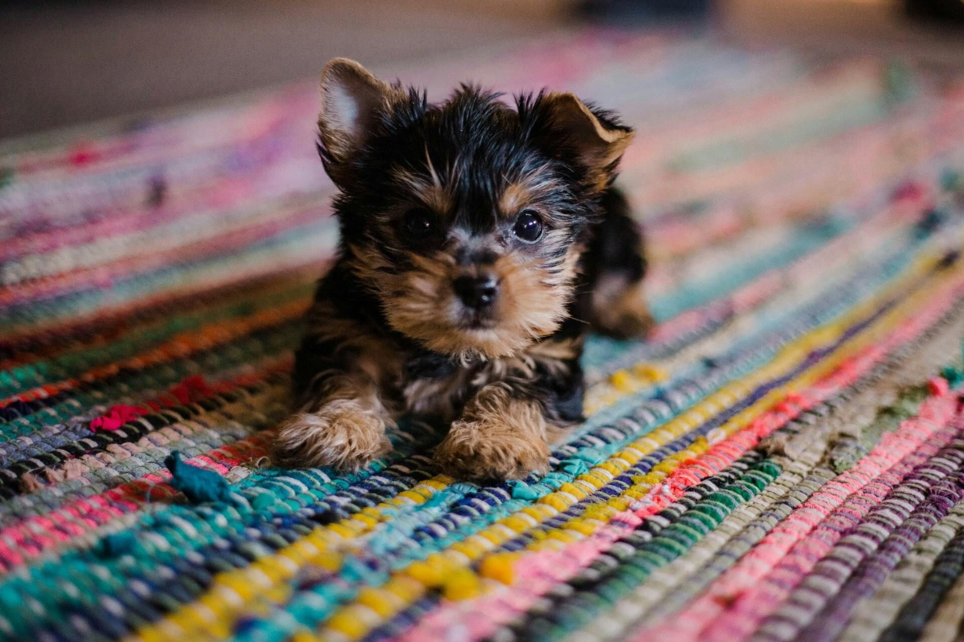 Puppy on rug