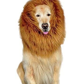 Dog dress like lion