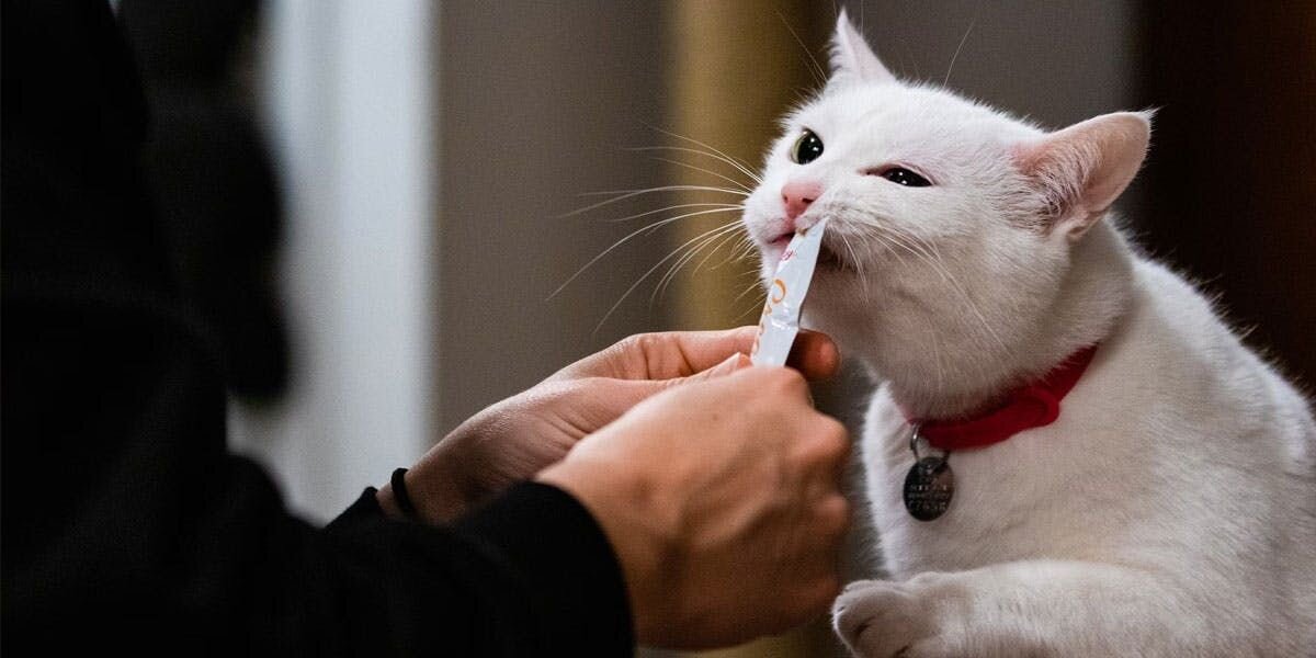 a photo of a person feeding a treat to a white cat with a red collar
