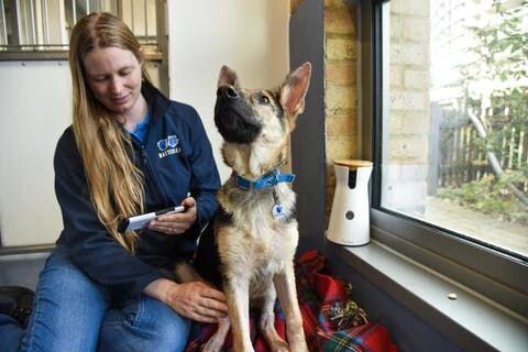 Furbo and Battersea program