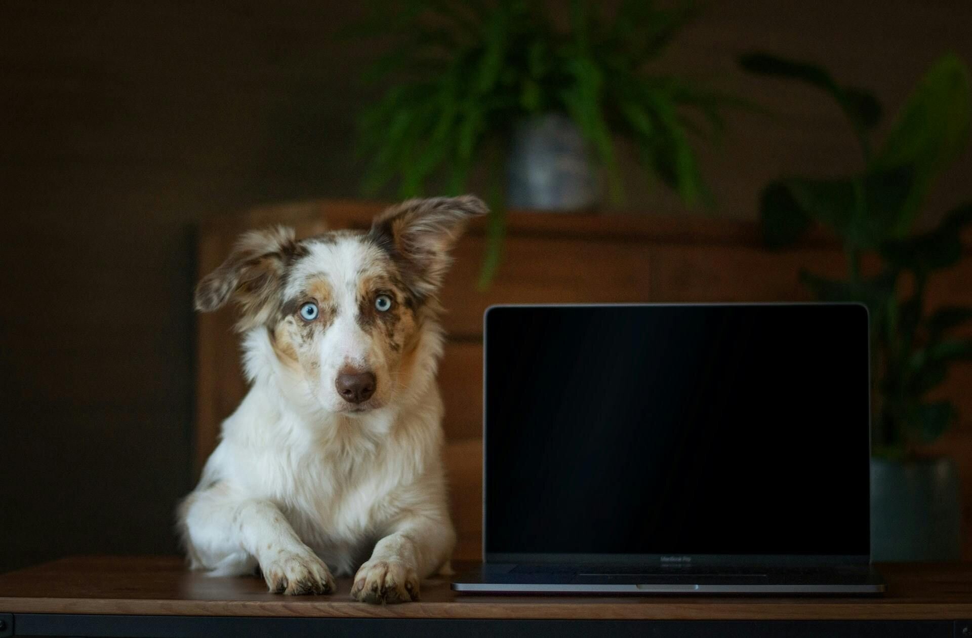 Dog with laptop