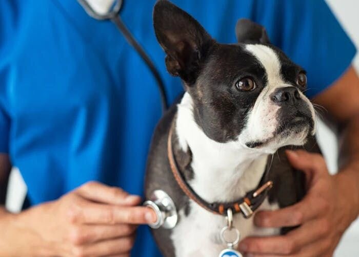 稲野辺獣医師連載Vol.7｜夜間救急動物病院の獣医師が教える！信頼できる動物病院の選び方