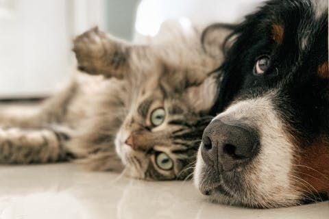 犬と猫の嘔吐について知っておくべきこと