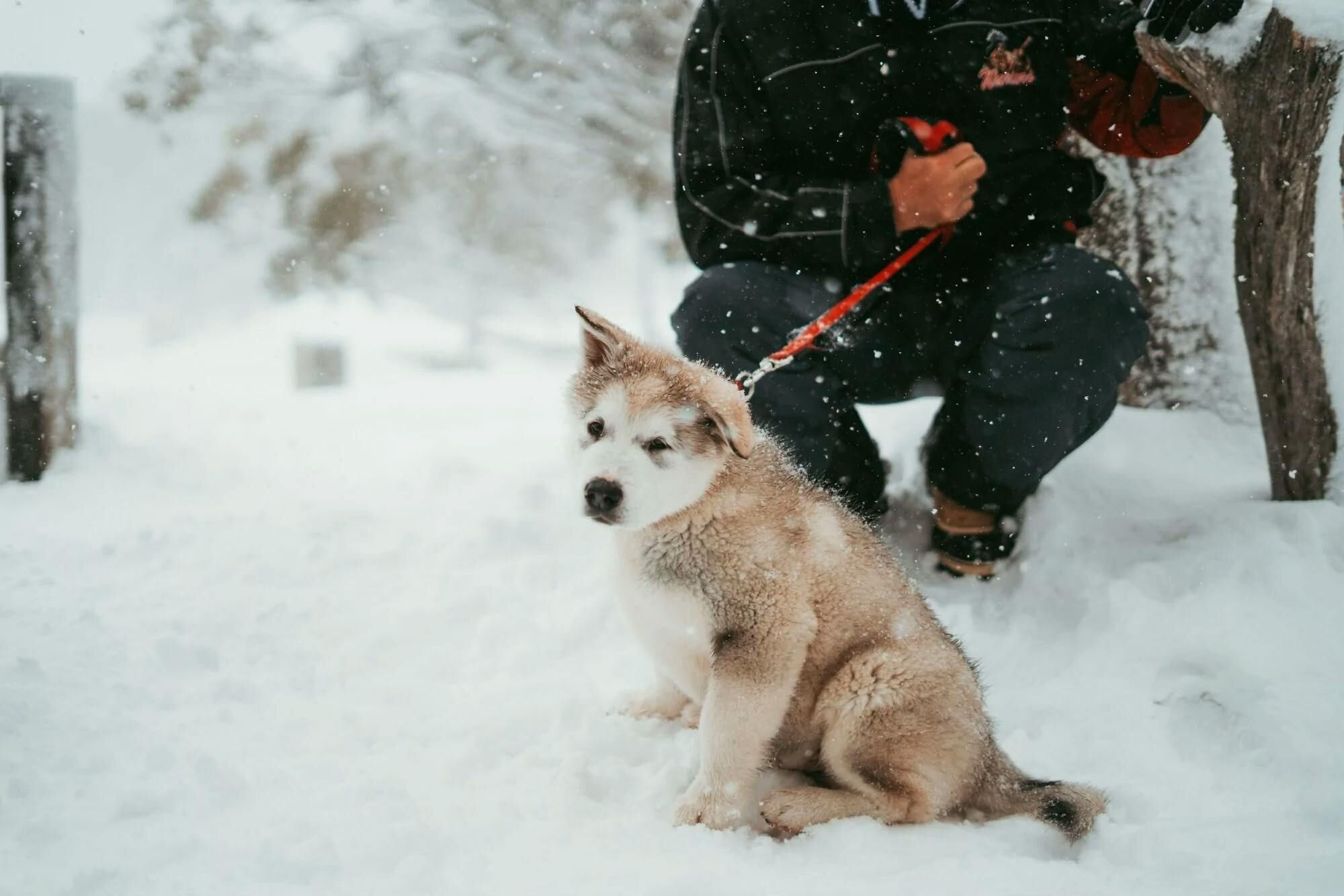 Winter Care for Dogs