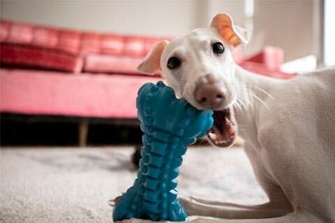 A photo of a greyhound chewing on a toy filled with treats