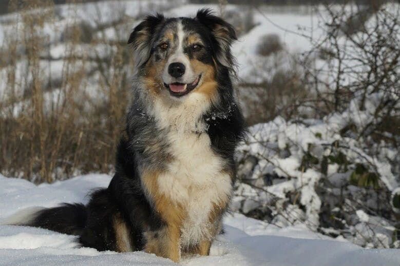 australian shepherd
