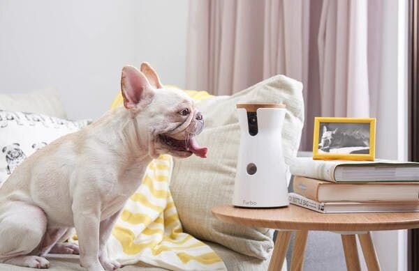 Furbo Dog Camera allows you to see what your dog's day is like any time.