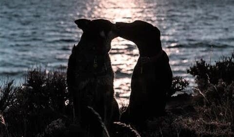 ボディーランゲージ