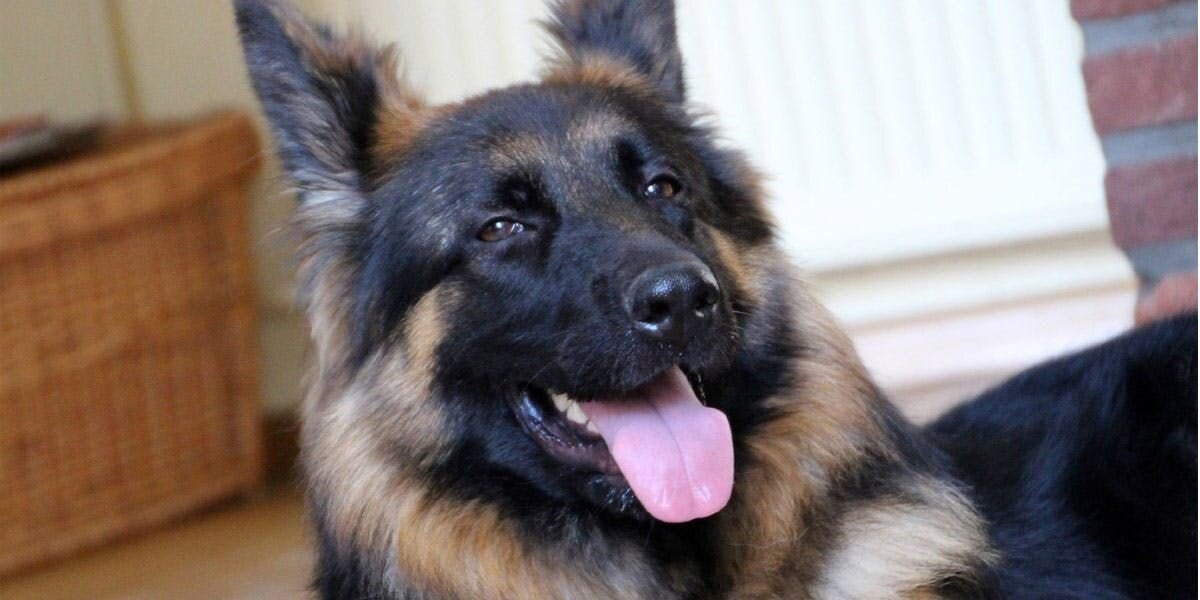 Furbo Saves Pup From Falling TV!