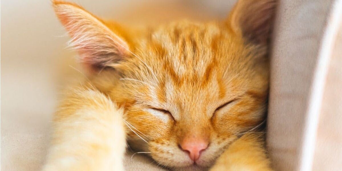 A kitten sleeping on a couch.