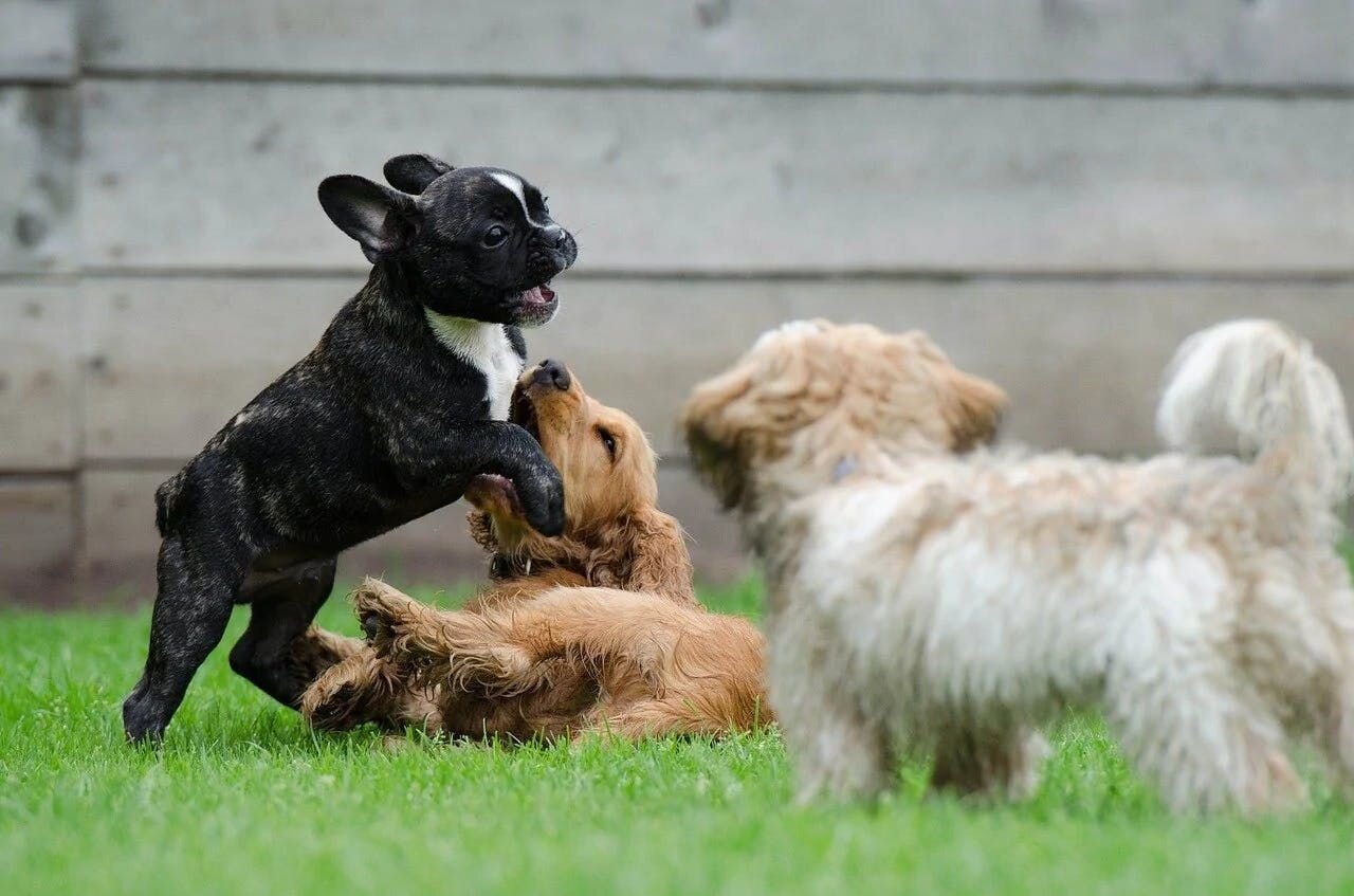 Dog Breeds That Love Other Dogs