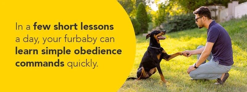 Help your pup get alone with childrens