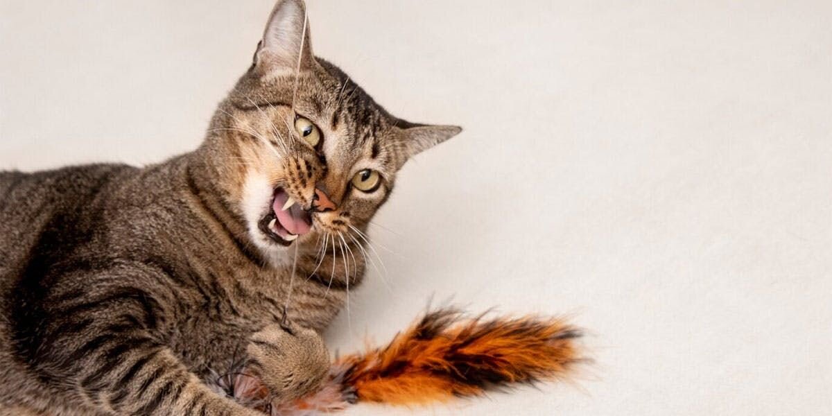 A photo of a tabby cat playing with a feather toy