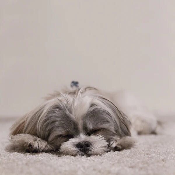 dog sleeping image