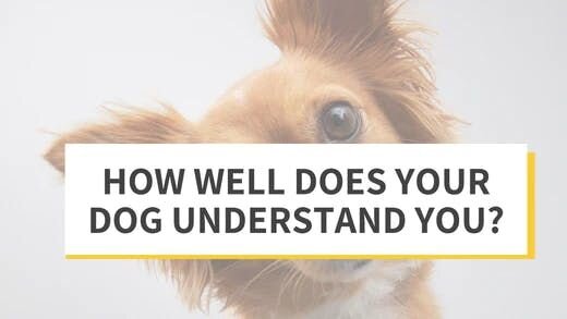 How Well Does Your Dog Understand You?