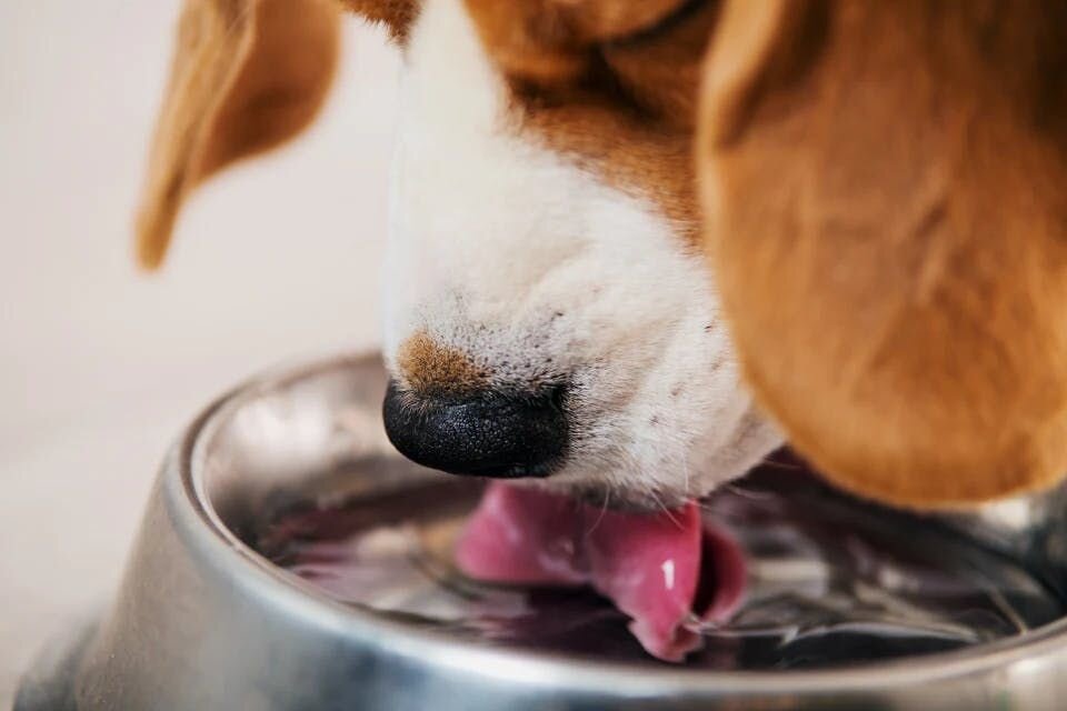 Dog drinks water