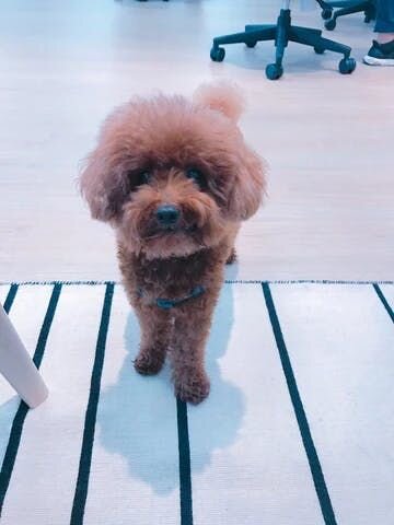 徐々におやつなしに慣れさせるには