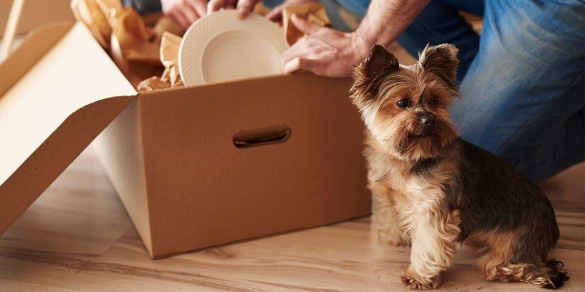 Yorkshire Terrier sitting next to a box
