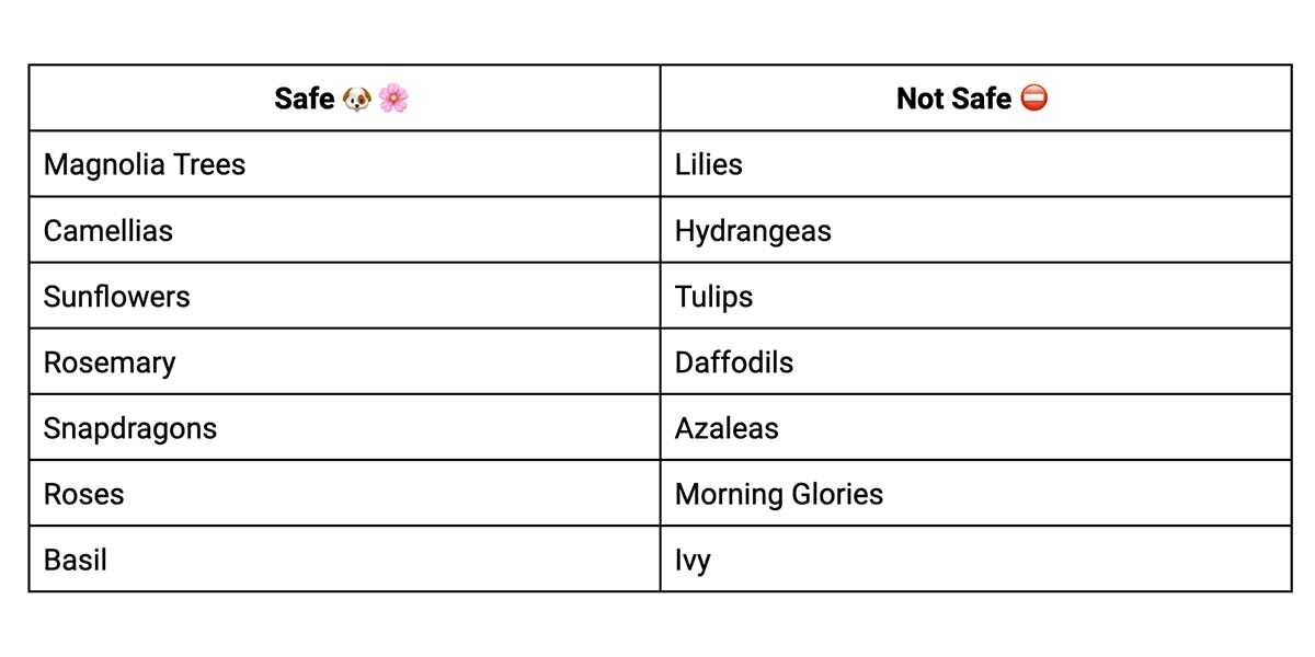 Ensure that any outdoor plants accessible to your pup are not harmful. Here’s a quick list of safe and not-safe plants to keep an eye out for: