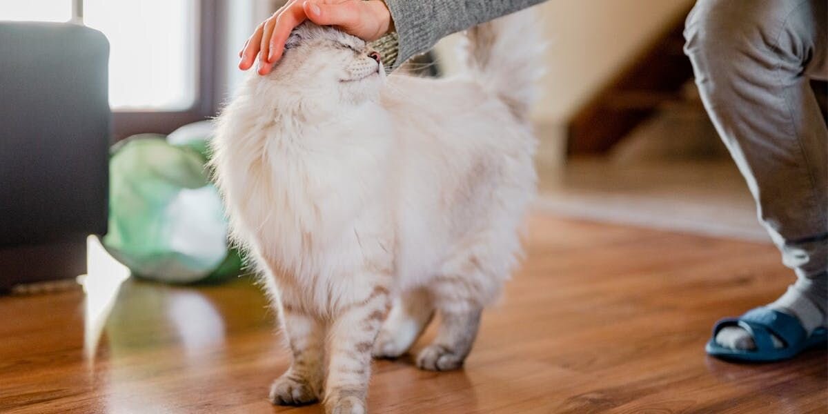 White cat being pet on the head