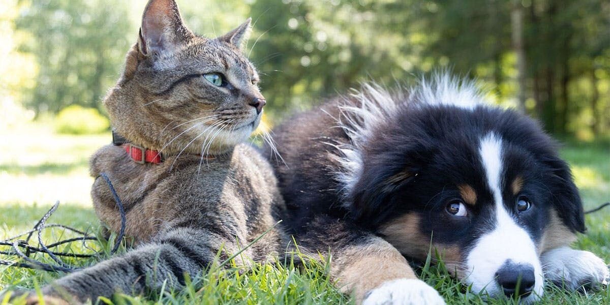 A photo of a cat and a dog lying next to each other in the grass
