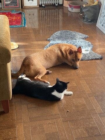 こんな雨の日のお散歩だって行く前はちょっとだけ億劫だけど、落ち葉を踏み締めて生き生きと歩けるようになったその姿は、不思議と僕に生きる勇気を与えてくれるのです。ちょっと大げさに聞こえますが本当なんですよ。もう動物たちのいない生活なんて考えられません。