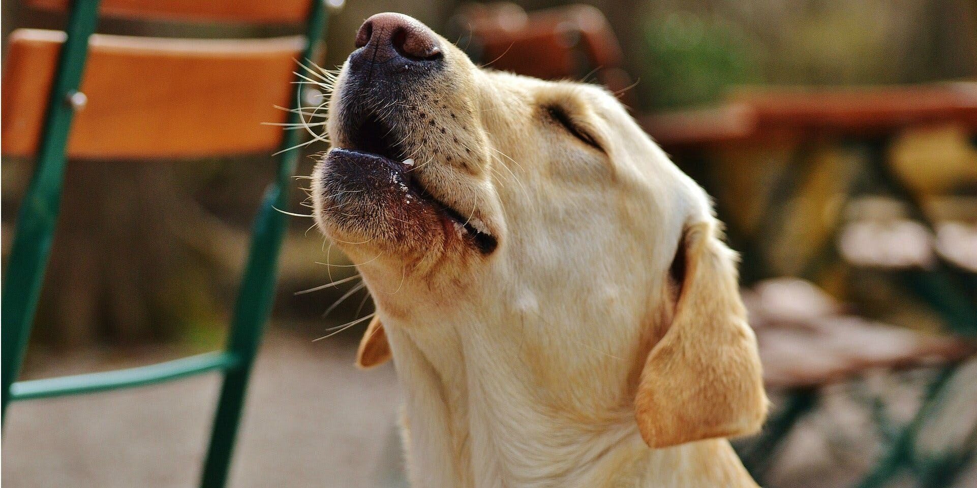 12 Reasons Why Dogs Howl, Whine, and Cry