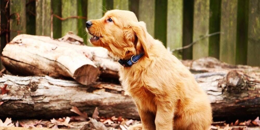 犬が吠える理由