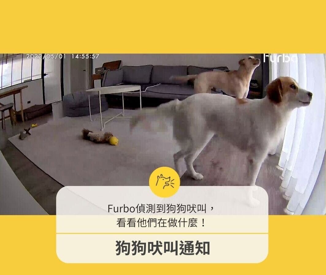 兩隻站立、看向窗戶外面的狗