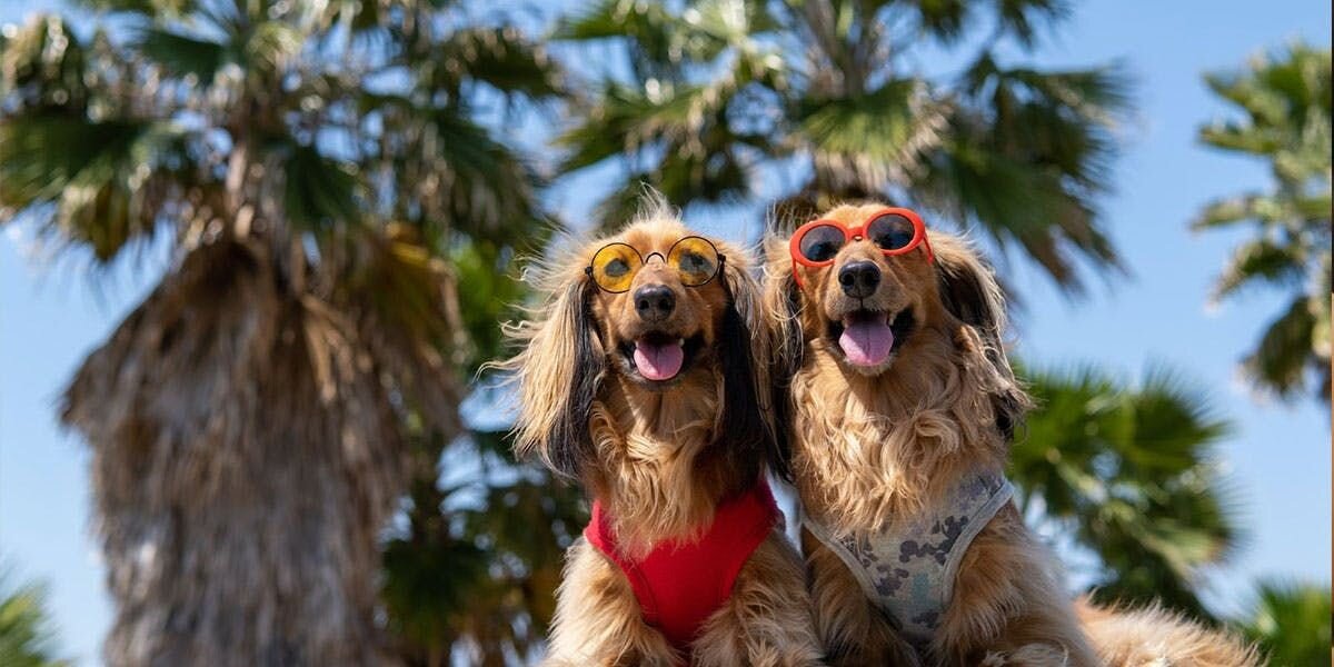 Unleash The Fun: Your Stress-Free Summer Guide to Dog-Friendly Vacations