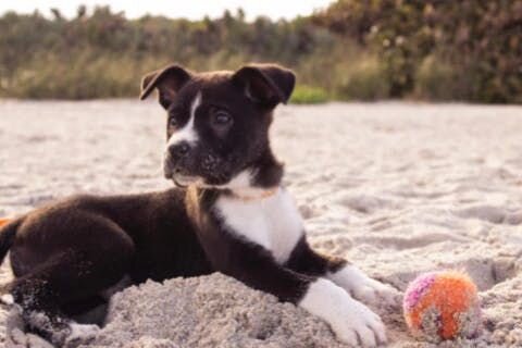 Puppies in the sand playing a ball