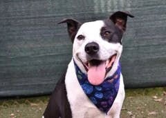 American Pit Bulll Terrier