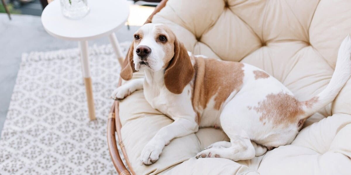 Finding Furever Love: How to Help Your Rescue Dog Settle In